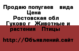 Продаю попугаев 3 вида . › Цена ­ 300 - Ростовская обл., Гуково г. Животные и растения » Птицы   